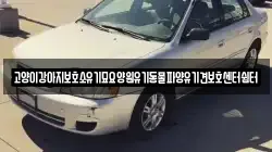 고양이강아지보호소유기묘요양원유기동물파양유기견보호센터쉼터